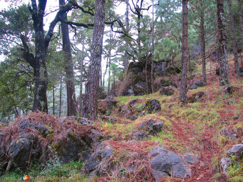 Bosque San Cristóbal de las Casas, Chiapas (MX12182495847157)