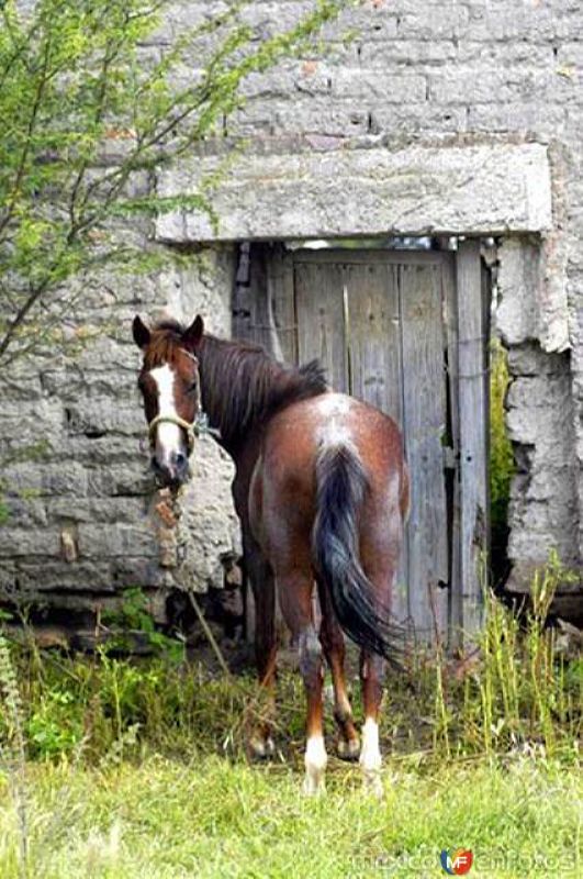 Caballo