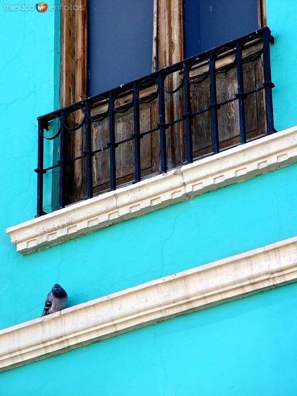 Paloma y balcón