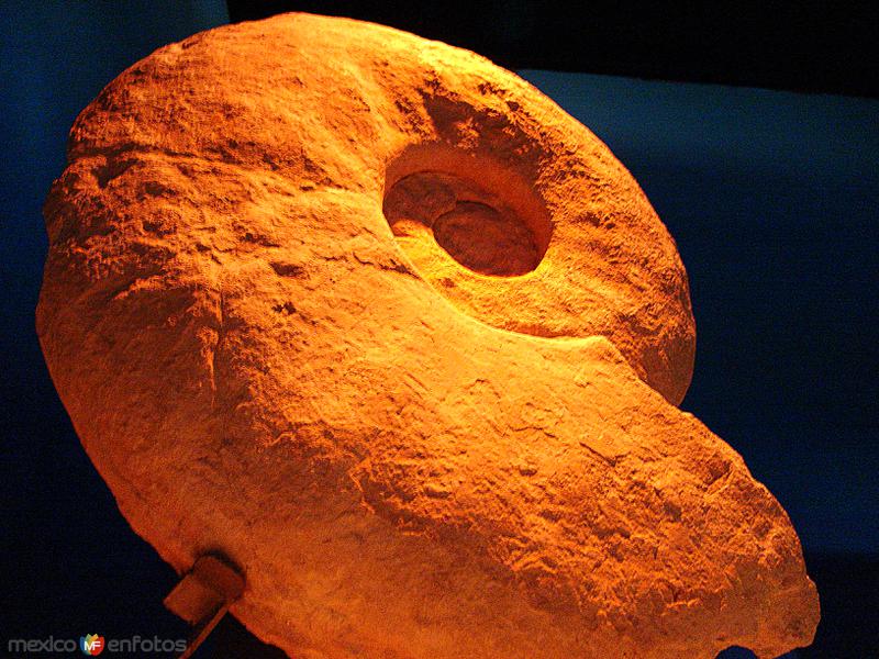 Museo del Desierto: Amonita