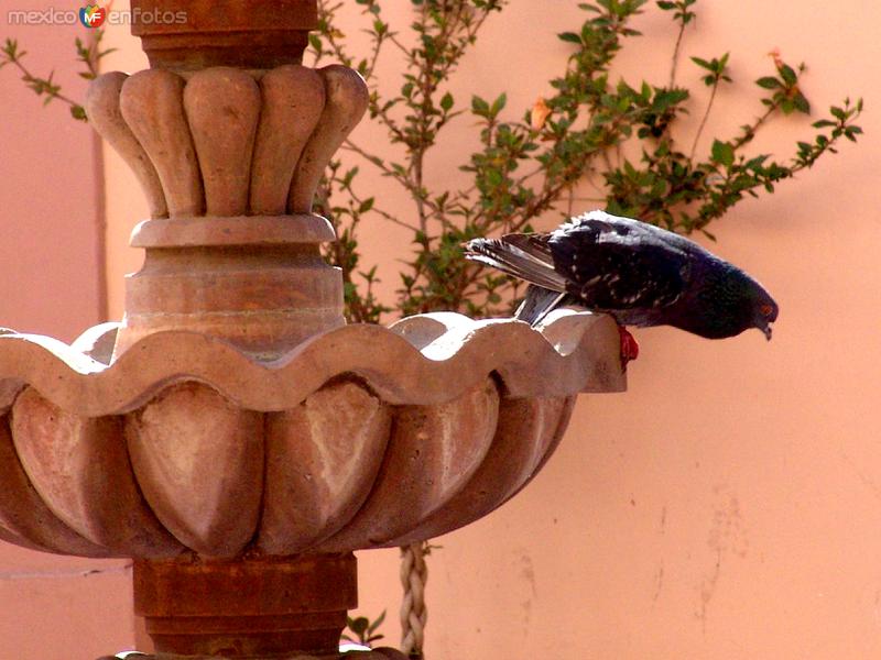 Fuente y paloma