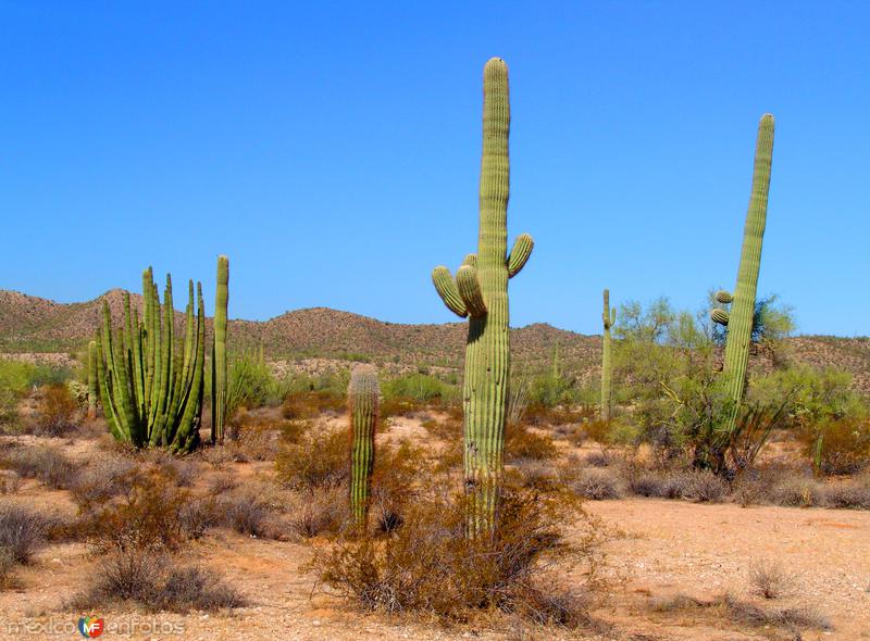 Reserva de la Biósfera El Pinacate