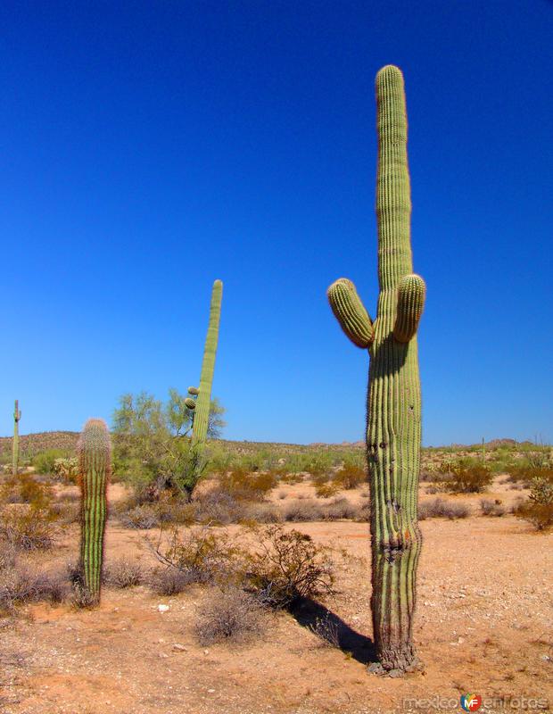 Reserva de la Biósfera El Pinacate