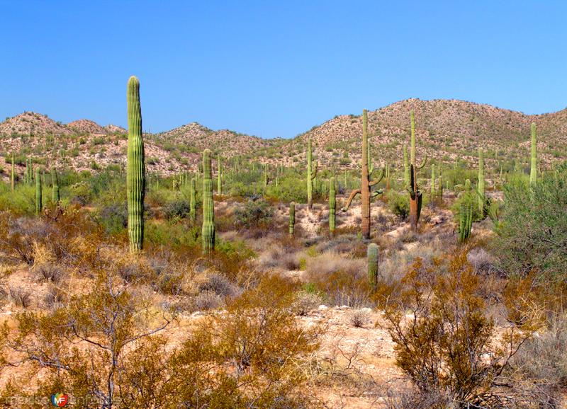 Reserva de la Biósfera El Pinacate