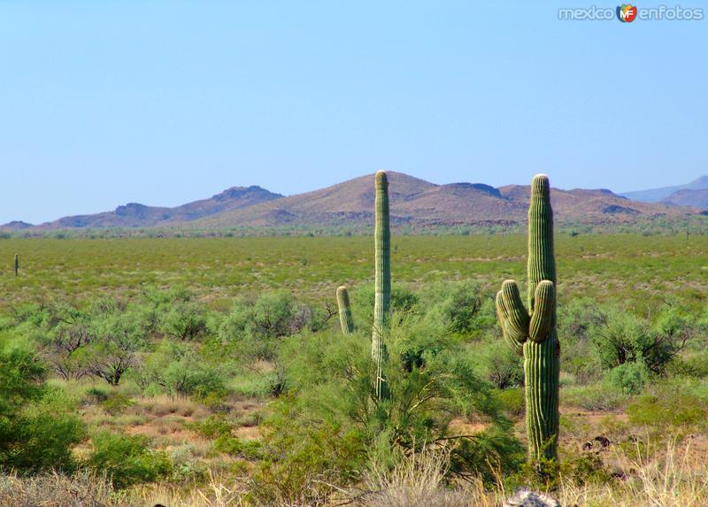 Reserva de la Biósfera El Pinacate