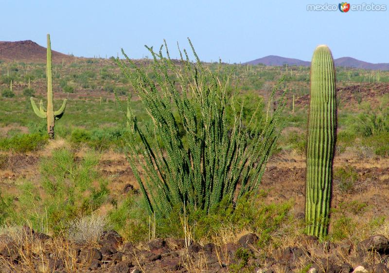 Reserva de la Biósfera El Pinacate