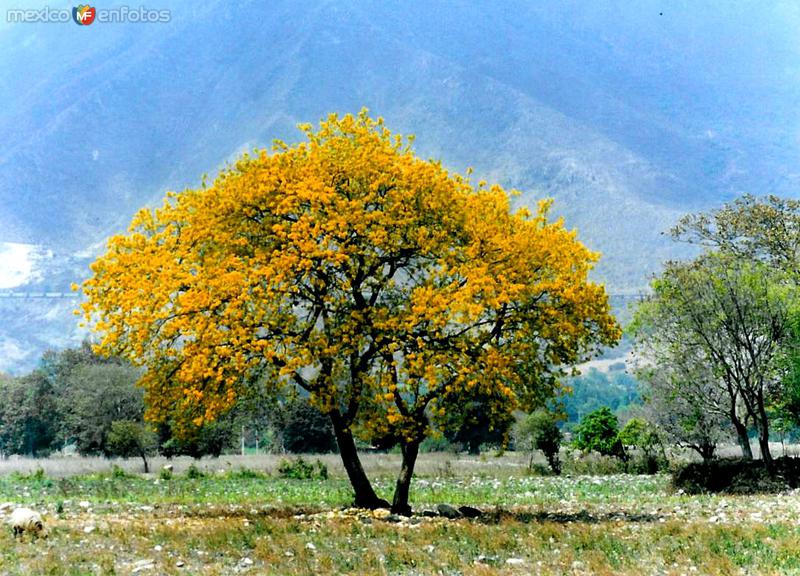 Arbol de Ixcahuite