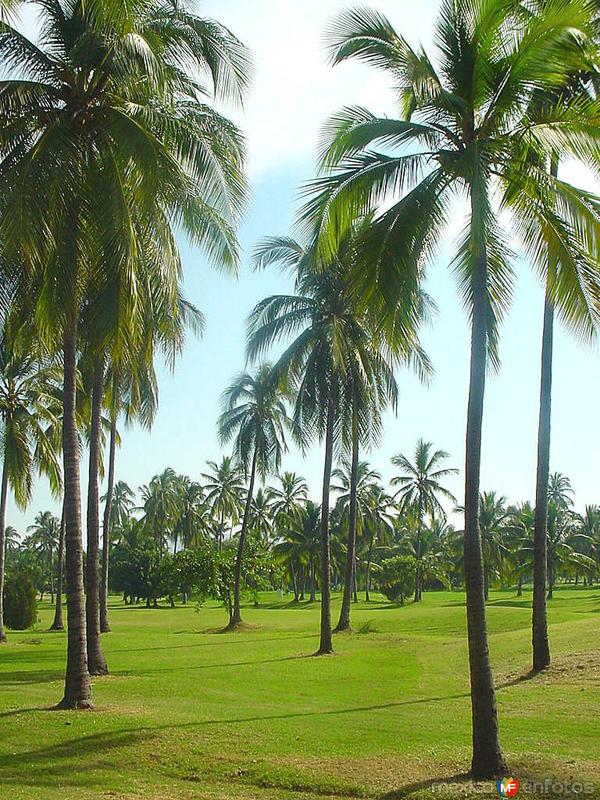 Palmeras