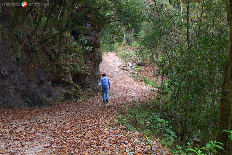 Reserva de la Biósfera El Cielo