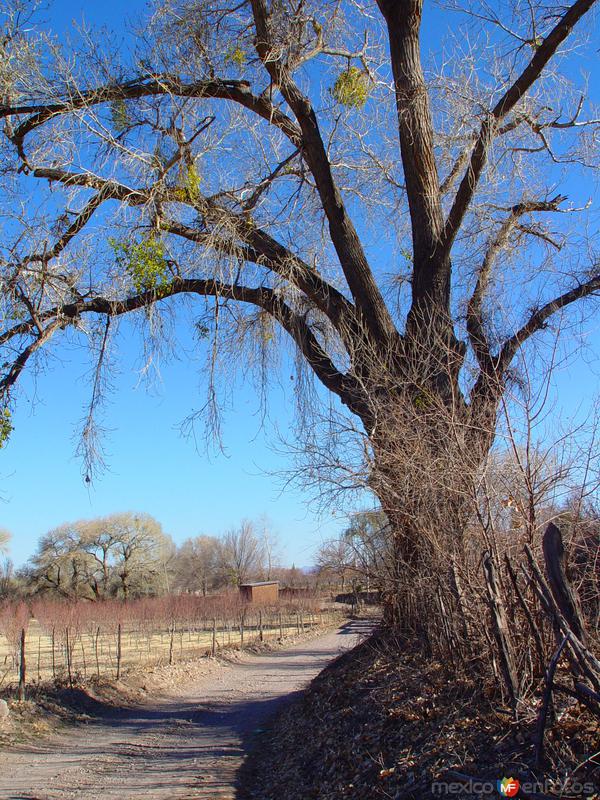 Arbol y camino