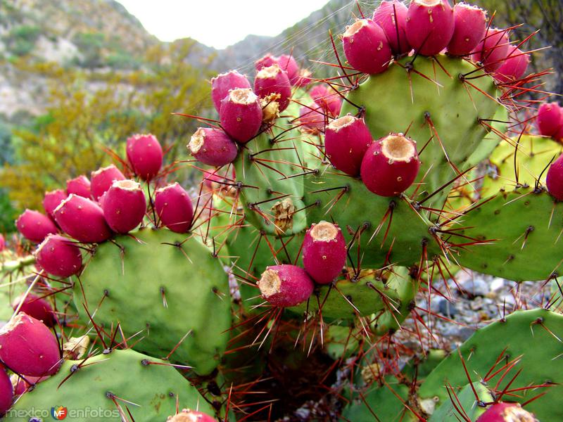 Nopal y tunas