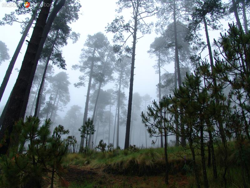 Bosque del Nevado de Toluca