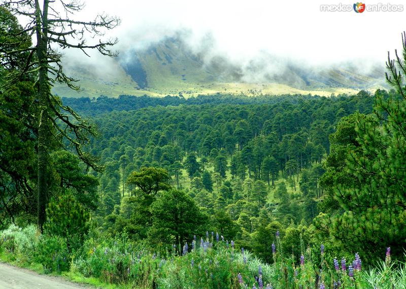 Bosque del Nevado de Toluca