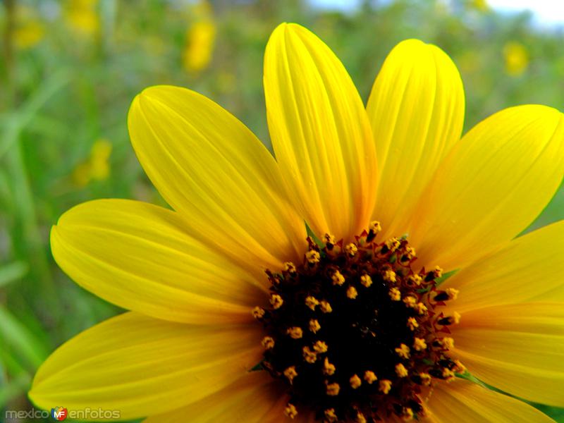 Girasol