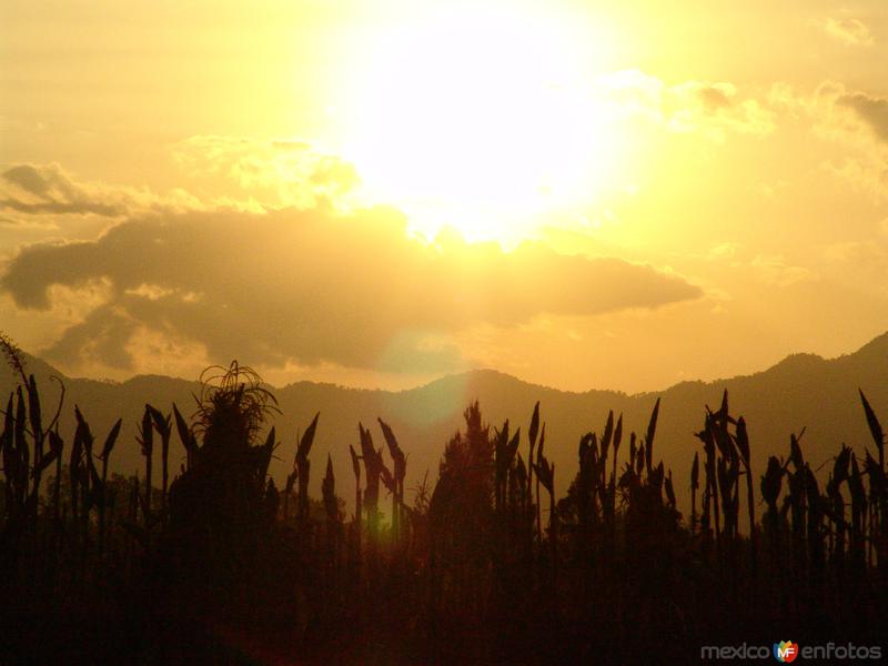 Atardecer sobre el maizal