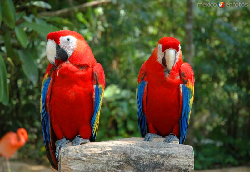 Guacamayas en el parque ecológico Xcaret