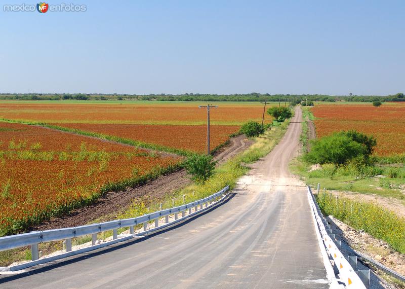 Camino rural y campos de cultivo