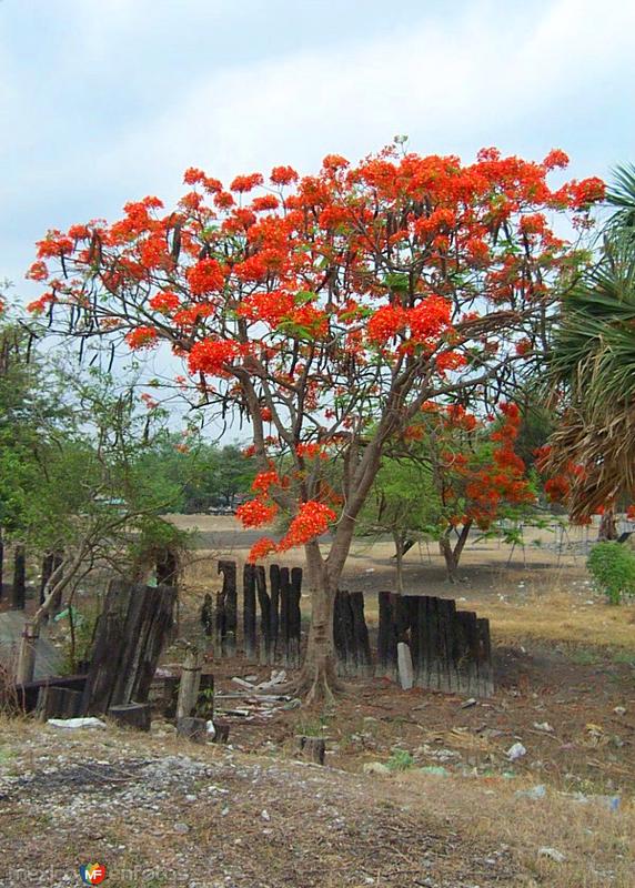 Árbol de flamboyan