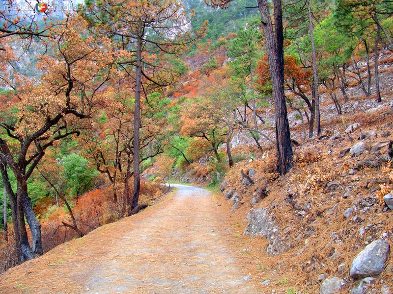 Bosque de Chipinque