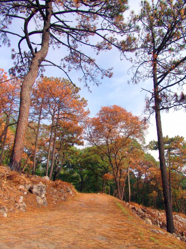 Bosque de Chipinque