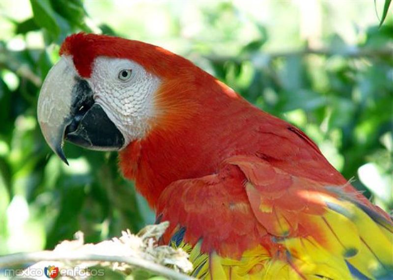 Guacamaya