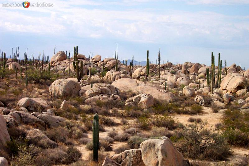 Valle de los Cirios