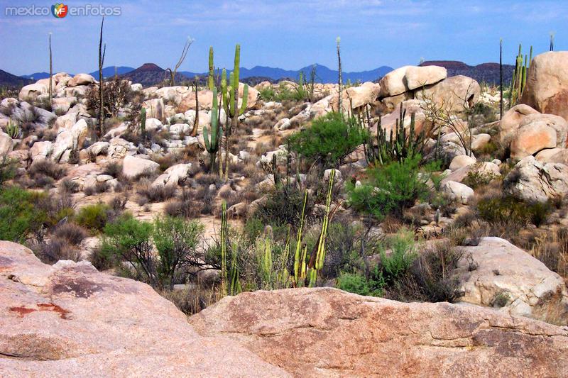 Valle de los Cirios