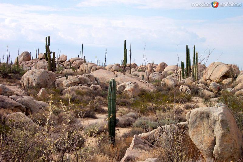 Desierto de Cataviña