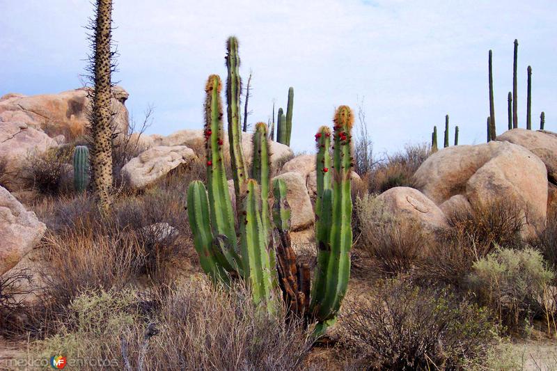 Desierto de Cataviña