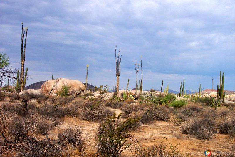 Desierto de Cataviña