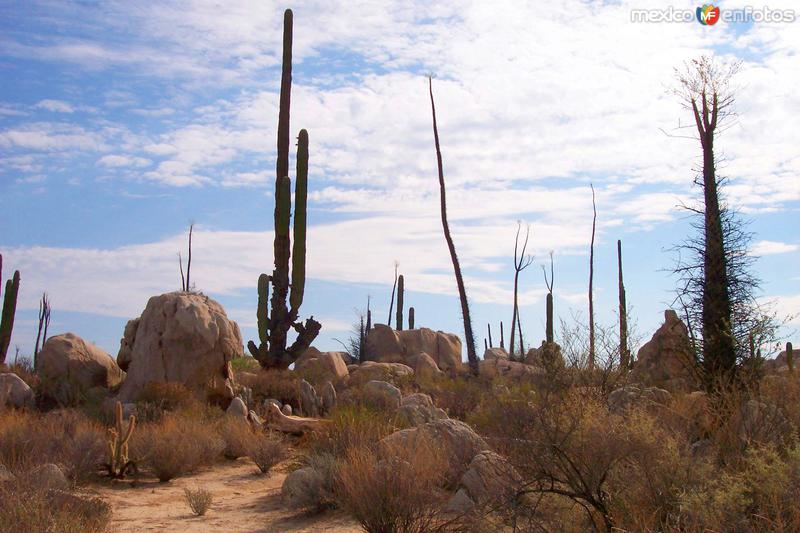 Desierto de Cataviña