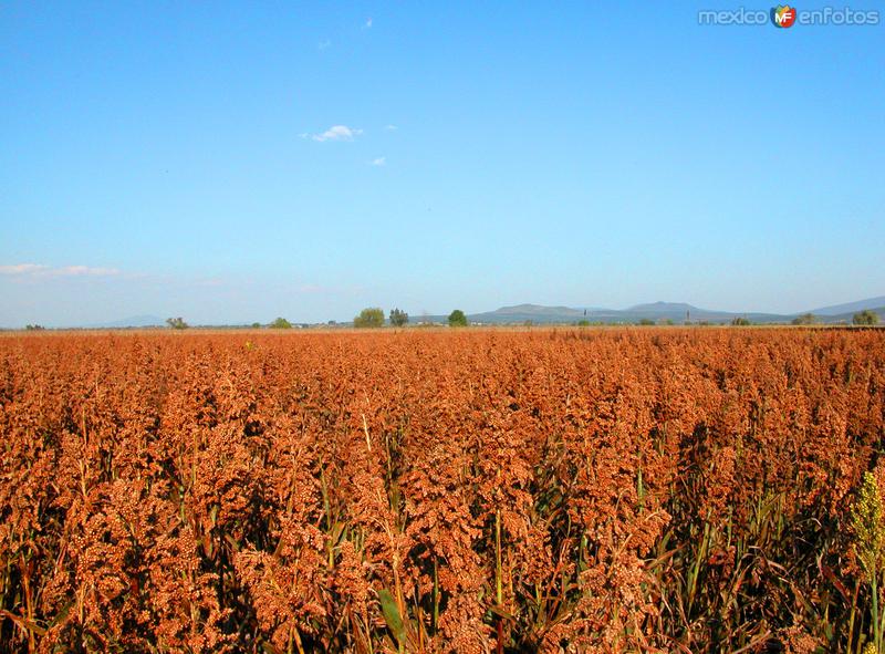 Campos de sorgo