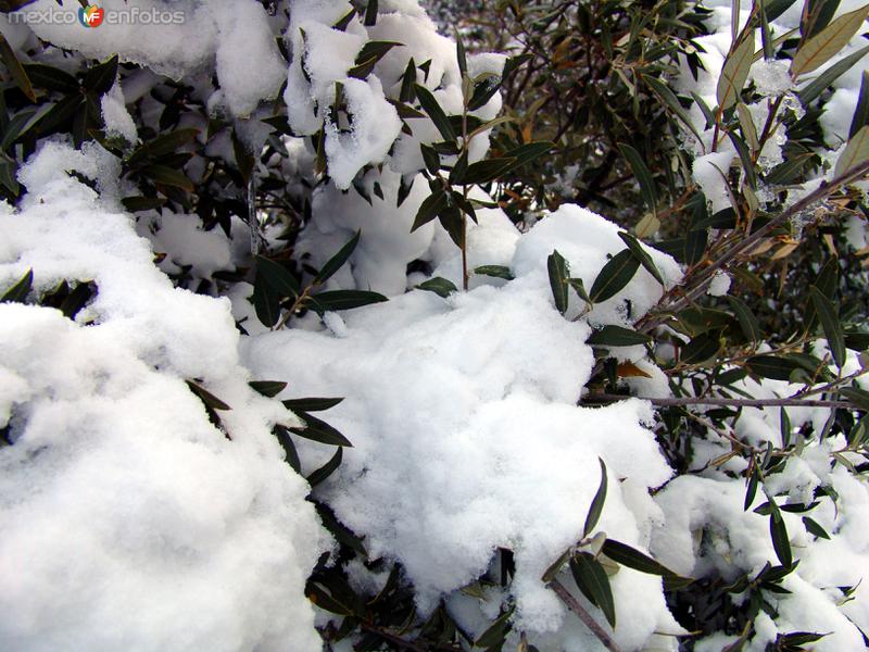 Nieve en la Sierra de San Luis