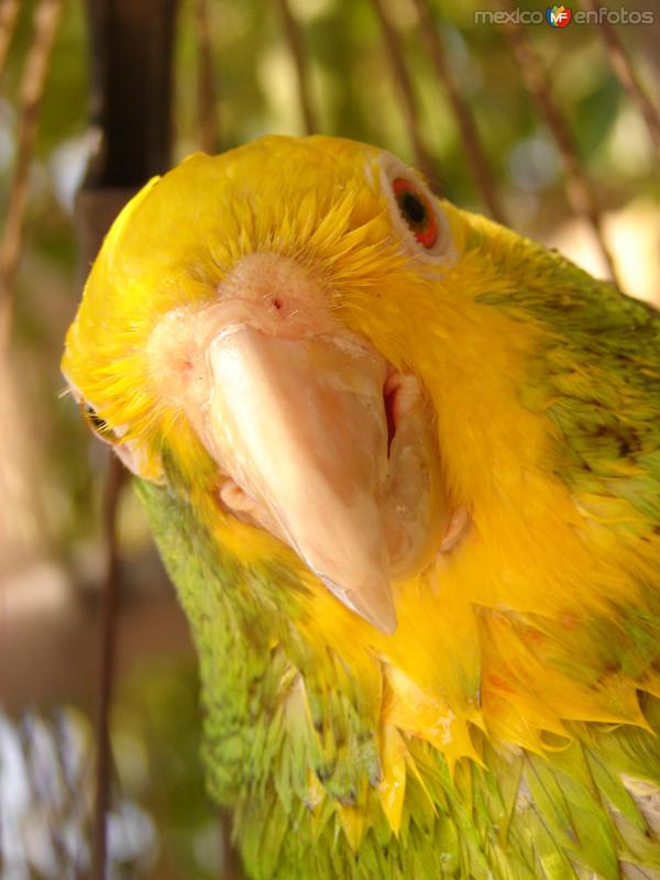 Perico