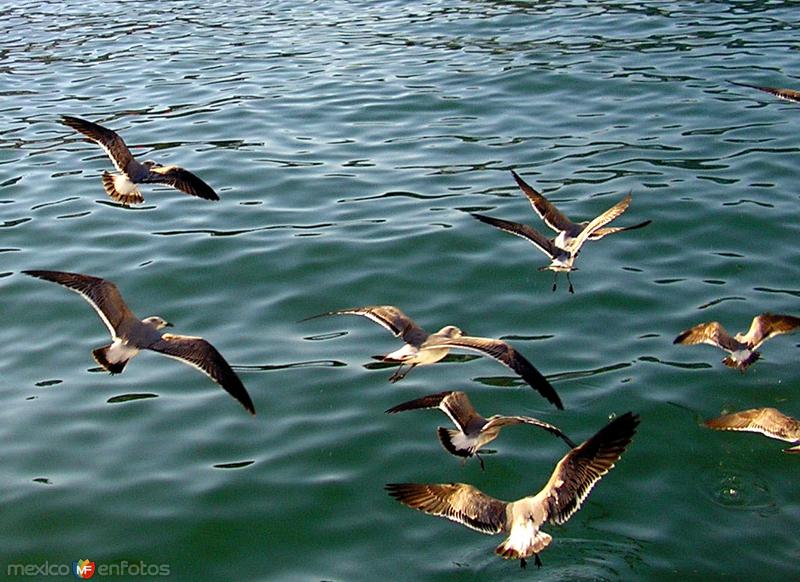 Gaviotas