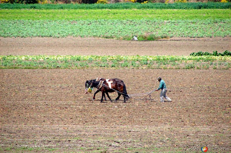 Campesino arando la tierra