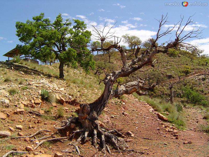 Árbol seco