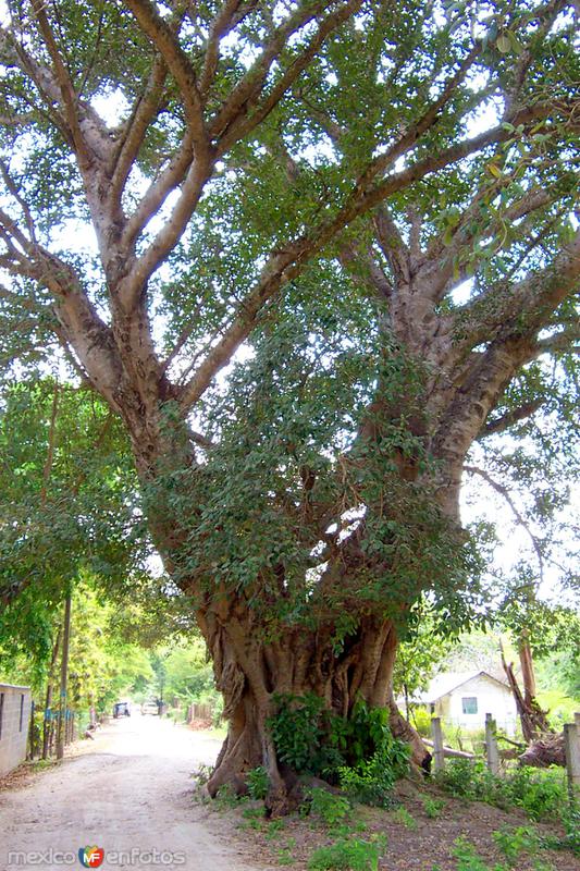 Árbol