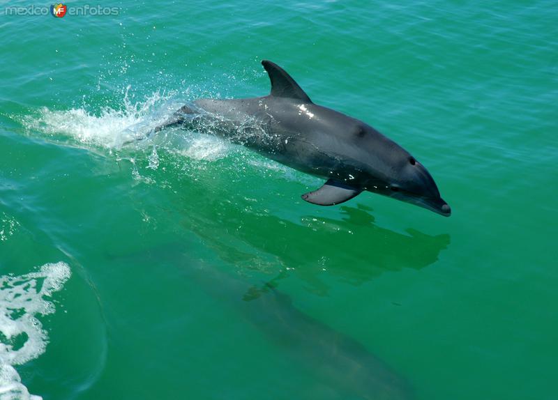 Delfines en la Laguna de Términos