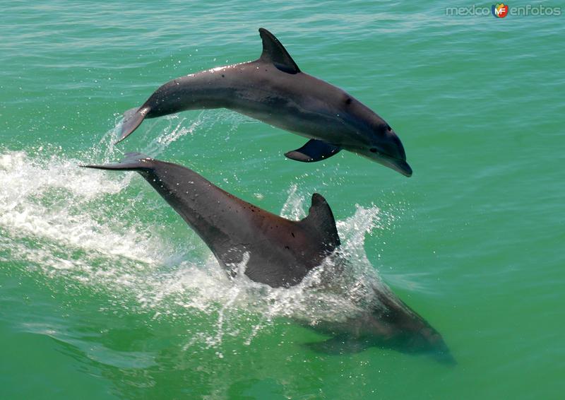 Delfines en la Laguna de Términos