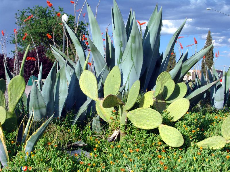 Flora del desierto