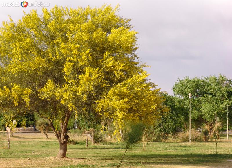 Árboles en el parque histórico El Chamizal