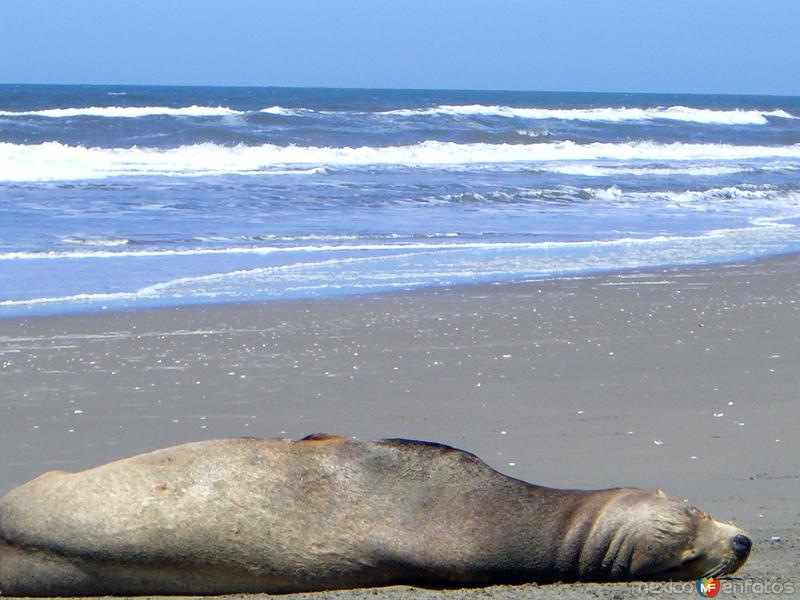 León marino