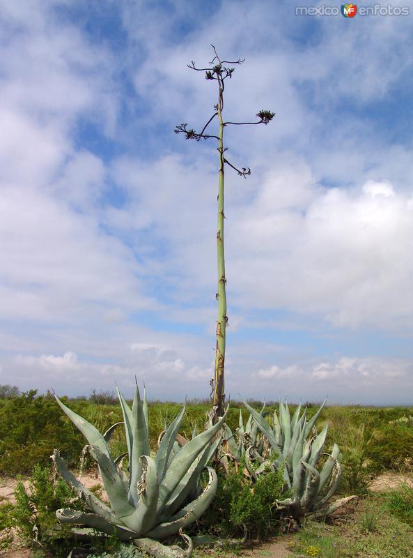 Flora desértica