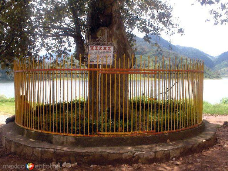 Árbol de la casa de Tizoc