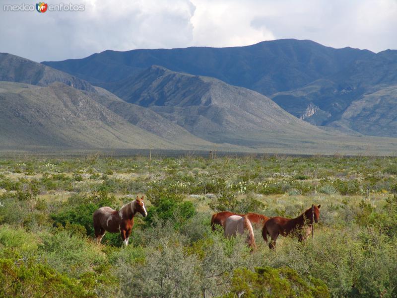 Caballos Salvajes