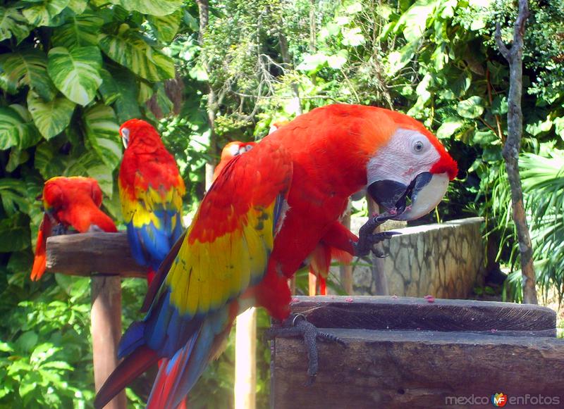 Guacamayas