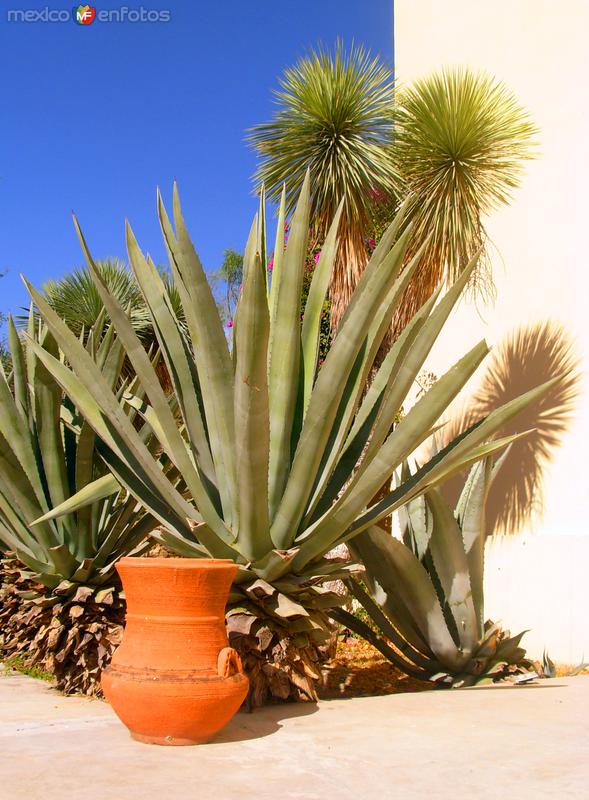 Hacienda San Pedro: Maguey