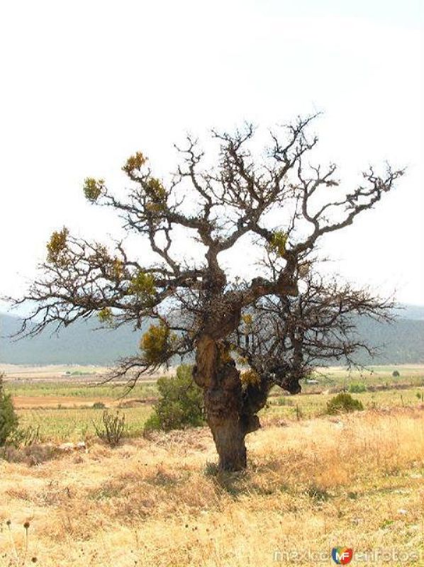 ARBOL VIEJO LLEGANDO AL TUNAL