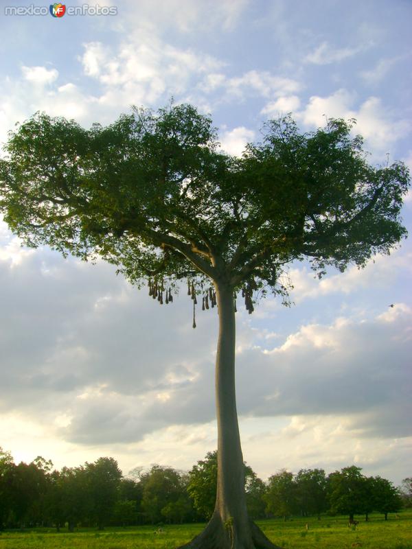 Ceiba con nidos de aves